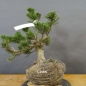 Preview: Pinus Pumilio mugo